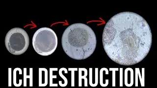 HOW TO TREAT ICH OR WHITE SPOT DISEASE-COMPLETE DESTRUCTION UNDER MICROSCOPE