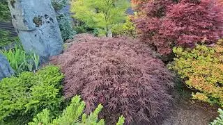 weeping Japanese maple Van den Akker - watch more videos of Japanese maples  ⁨@amazingmaples