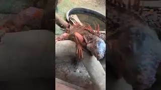 Iguana Manila Zoo Philippines