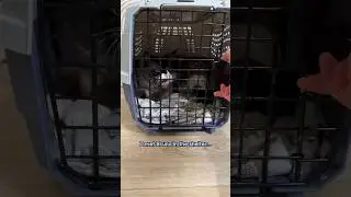 Scared Cat Learns to Trust Humans Again! #animalstories #pets #cats #animals