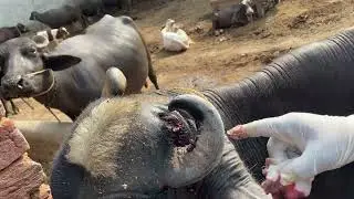 🐃 Maggots in Buffalo&rsquo;s Head Wound After Horn Injury | Complete Treatment & Care 🐛