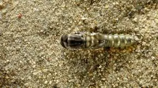 From pupa to adult: hatching a horse fly