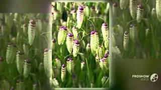 Briza - garden plants