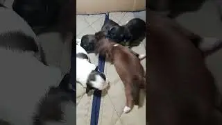 cute puppies #shorts