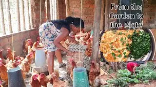 Chicken farming; My daily routine on apoultry farm, raising most egg laying chicken breed- farm life