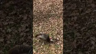 Purring Turkey