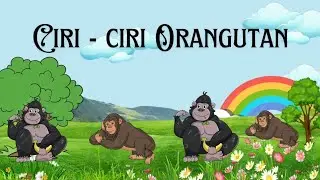 BELAJAR MENGENAL HEWAN ORANGUTAN| baby learning animals name | animal identification #edukasi