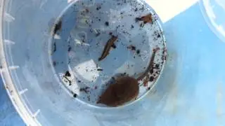 Pygmy Shrew Feeding