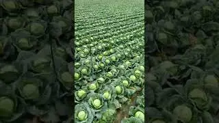 Beautiful Cabbage Farm Vegetables Satisfying video #satisfying #short #agriculture
