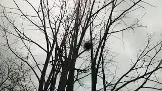 Ihlamur ağacından fidan yetiştirmek.