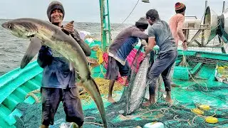 ⚓️“Final Day Catching!! Return To Home For Long Days!! Landed Big Fishes In Harbour!!