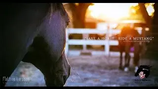 Wild Horse Rescue Center