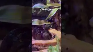 species caracolus excellens #petsnail #snail #snails #animalcrossing #pets #water