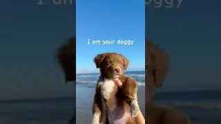 I am your doggy, you listen to me! 🥰 #puppy #dogshorts #puppylife