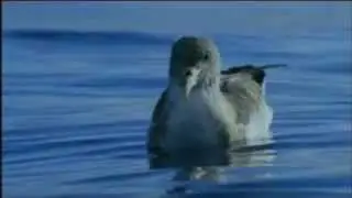 impressions from DEEP BLUE / BBC Movie - new scoring by Simone Gruber