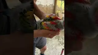 Healthy scarlet macaw baby parrot #parrot #macaw #tiktok #bird