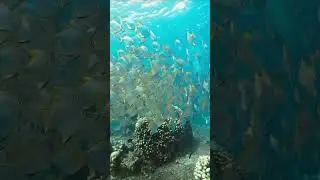 &ldquo;Shimmering Silver Moony 🐠😍Fish | The Fascinating Monodactylus argenteus&rdquo;