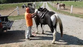 CEO Gelding for Sale at McNatt Farms Video of him being tacked up