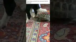 Disturbing Assassination Attempt from a turtle :-)) funny