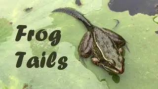 Frogs with Tails 🐸 Tadpoles with Legs!