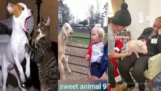 Dogs afraid of cats🐈|| try not to laugh 🐶|| funny animals  videos 83