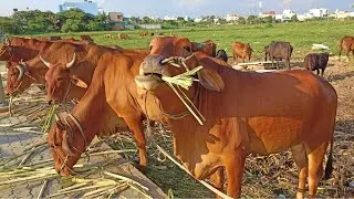 Cows Cute Video, Cows Eating Grass In The Farm