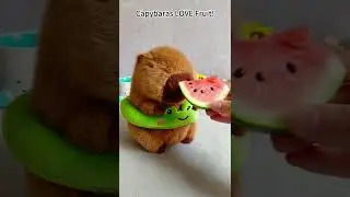 Capybaras LOVE Fruit! #capybara