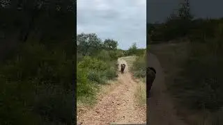 Young bull elephant walks away from a game vehicle in Kruger National Park #wildlife