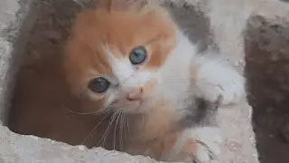 Some Lovely  Moments With  a little Cat that has only ONE ear..