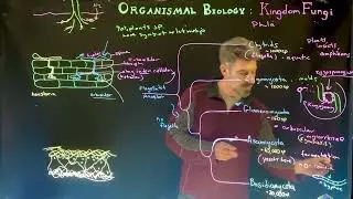 Fungal Classification