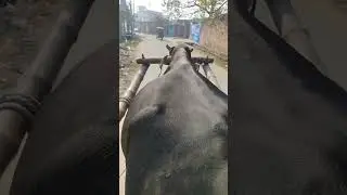 #black#bull#top#10#world#champion#bull 
