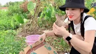 Rescue kitty   Single mom rescues the cat from the landfill   HaTrang Channel