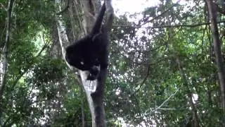 Apekatt drikker vann fra flaske