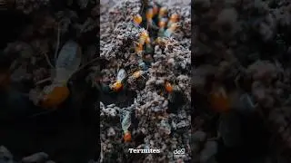 Nature's Tiny Architects 🐜🏡 | Fascinating Termite Mound #TermiteMound #NatureWonders #shorts