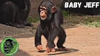 Baby Jeff protected And Loved By His Mom And Big Sister ! #heartwarming