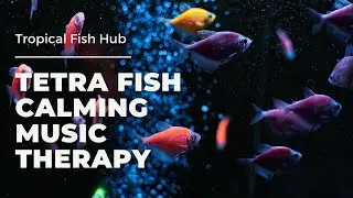 Tetra Fish Calming Music Therapy