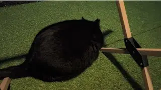 待ってはくれるけどやっぱり顔を忘れられてる気がするハチワレさん