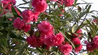 ADELFA: Nerium oleander (www.riomoros.com)
