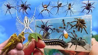 Do You Dare to Catch Wild Spiders and Insects Like Me? Catch Giant Golden Spier, Beetle, Caterpilar