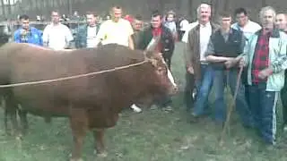 Cokan poljice