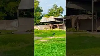 Cheen Tapak Dam Dam #youtubeshorts #trending