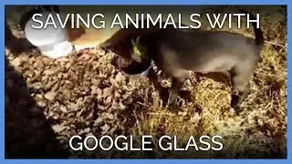 Saving Animals With Google Glass