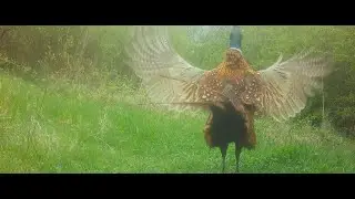 Cock pheasant crowing
