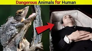 Stranger Animals from Around the World: Nature's Oddities