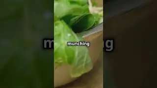 Unlock the Power of Magnesium in Spinach! 🥬✨