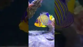 Regal angel looking mighty fine! #reeftank #aquascape #aquariumfish #aquarium