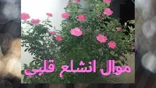 موال انشلع قلبي(محمد العبدالله) -  أجمل موال حماسي / Dabket3arabB