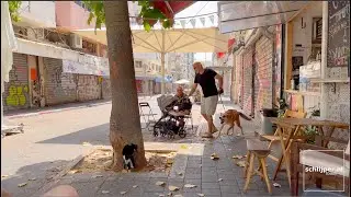 Kittycat meets dog Tonto at Levinsky, Tel Aviv