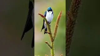 Tree Swallow. #birdwatchersparadise #birdsounds #wildlife  #forestbirds