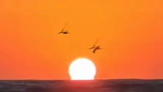 “85 Million Years Ago” - Experimental Footage
